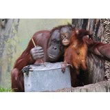 Aalborg Zoo - Årskort til en familie med to voksne og to børn